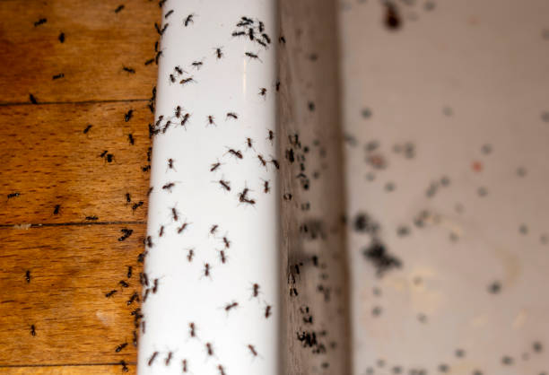 Best Local Pest Control Services  in Palm Beach, FL